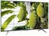 TCL 55QLED810L