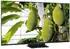 TCL 55MSQLED85L