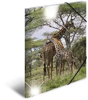 Herma Sammelmappe A3 Giraffe Glossy Kunststoff, 3er-Pack (19332)