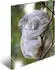 Herma Glossy Tiere Sammelmappe, A4, Koala (19323)