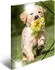 Herma Glossy Tiere Sammelmappe, A4, Hunde (19327)