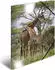 Herma Glossy Tiere Sammelmappe, A4, Giraffe (19322)