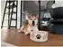 Ritzenhoff & Breker Mika Dog Futternapf Steingut ø18cm, 2er-Set