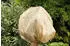 Noor Wintervlies PP 1,5 x 5 m beige