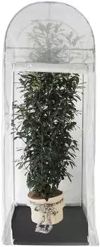 Videx PALM PROTECT 250 x 100 x 100 cmtransparent