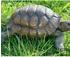 Boltze Schildkröte (34 cm)