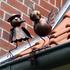 Westerholt Metallfigur Vogelpaar