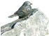 Rottenecker Bronzefigur Vogel auf Findling Braun