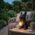 Globo Solarleuchte Bulldogge, LED, schwarz matt, H 23,5cm (2er-Set)