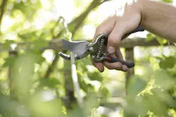 Spear & Jackson Razorsharp Bypass-Gartenschere Vintage-Stil (5559BS)