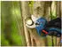Bosch Akku-Gartenschere GGP18V-32 Pruner Solo