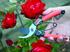 Garten Primus Damenschere Blumen- und Rosenschere