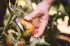Fiskars SP-240