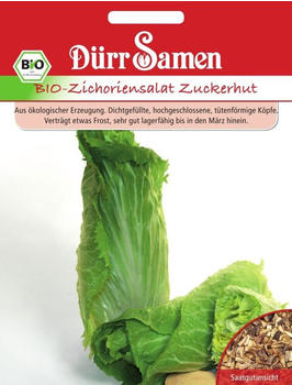 Dürr-Sa­men Bio-Zichoriensalat Zuckerhut cichorium intybus Grün