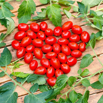 Gärtner Pötschke Tomate Mini Cherry F1
