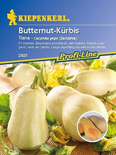 Kiepenkerl Butternut-Zierkürbis Tiana