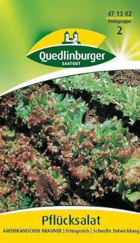 Quedlinburger Saatgut Pflücksalat Amerikanischer brauner (Portion)