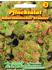 Chrestensen Pflücksalat Amerikanischer Brauner