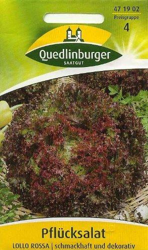 Quedlinburger Saatgut Pflücksalat Lollo Rossa