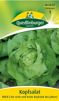 Quedlinburger Saatgut Kopfsalat Muck