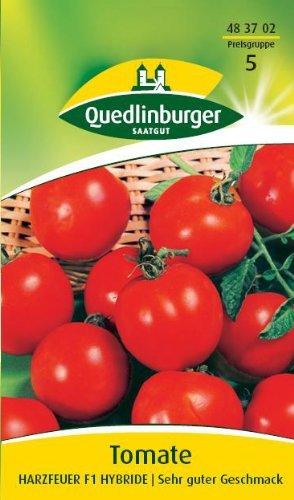 Quedlinburger Saatgut Tomate Harzfeuer F1