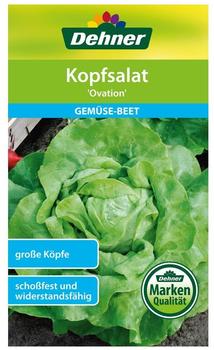 Dehner Kopfsalat Ovation (5 x 1 g)
