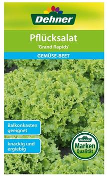 Dehner Pflücksalat Grand Rapids (5 x 3 g)