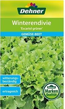 Dehner Winterendivie Escariol grüner (5 x 3 g)