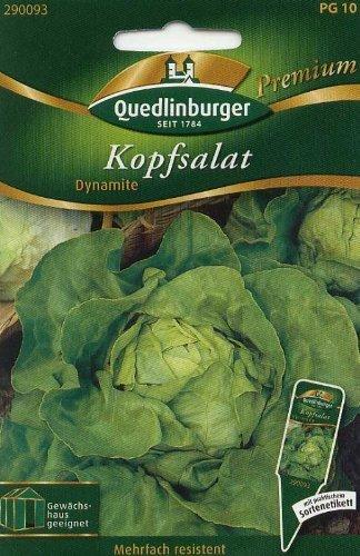 Quedlinburger Saatgut Kopfsalat Dynamite