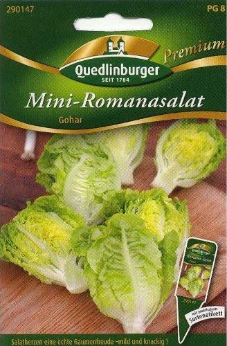 Quedlinburger Saatgut Mini-Romanasalat Gohar