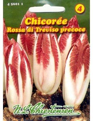 Chrestensen Chicoree Rossa di Treviso precoce