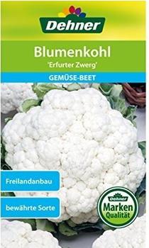 Dehner Blumenkohl Erfurter Zwerg (1 g)