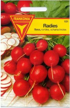 Frankonia Radieschen Saxa