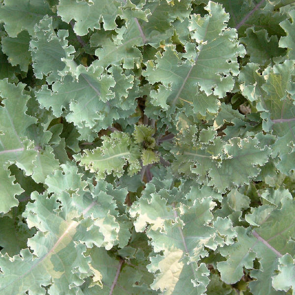 Freudenberger Markstammkohl (Brassica oleracea) 1kg