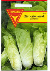 Frankonia Zichorie Zuckerhut