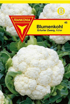 Frankonia Blumenkohl Erfurter Zwerg