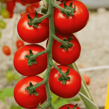 Gärtner Pötschke Tomate Flavance F1