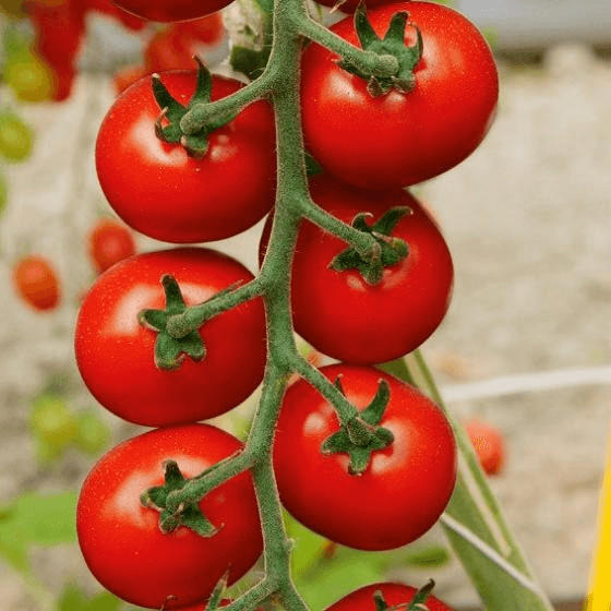 Gärtner Pötschke Tomate Flavance F1