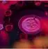 Roulette Trinkspiel 5er-Set, Partyspiel, je 16 Schnapsgläser & 2 Kugeln, rot/schwarz