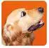 Memo-Spiel: Funny Dogs! (4260478342729)