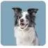 Memo-Spiel: Funny Dogs! (4260478342729)