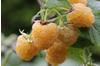 BCM Obstpflanze Rubus idaeus Golden Everest Spar-Set, Lieferhöhe: ca. 15 cm, 3 Pflanzen