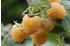BCM Obstpflanze Rubus idaeus Golden Everest Spar-Set, Lieferhöhe: ca. 15 cm, 3 Pflanzen