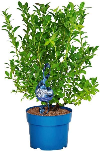 BCM Obstpflanze »Heidelbeere Berry Blues«, Lieferhöhe: ca. 80 cm, 1 Pflanze