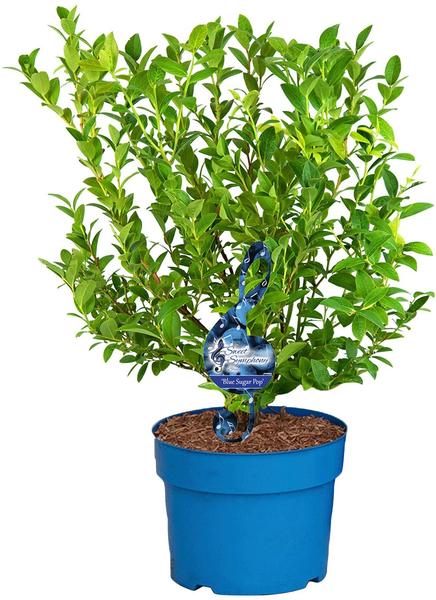 BCM Obstpflanze »Heidelbeere Blue Sugar Pop« Lieferhöhe: ca. 80 cm, 2 Pflanzen