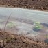 Relaxdays Pflanztunnel mit Bögen 370 cm transparent