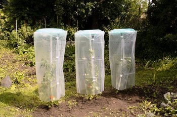 KHW Tomatenhut 3er-Set (36530) – KHW Tomatenhut 3er-Set (36530) schützt Jungpflanzen und Anzucht kompakt