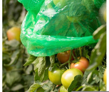 Windhager Tomaten Folienhaube mitwachsend 1,25 x 0,65 m (5 Stück)
