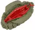 Les Visionnaires Unio Cortina S (10991746) green