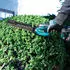 Makita UH023GZ (ohne Akku und Ladegerät)
